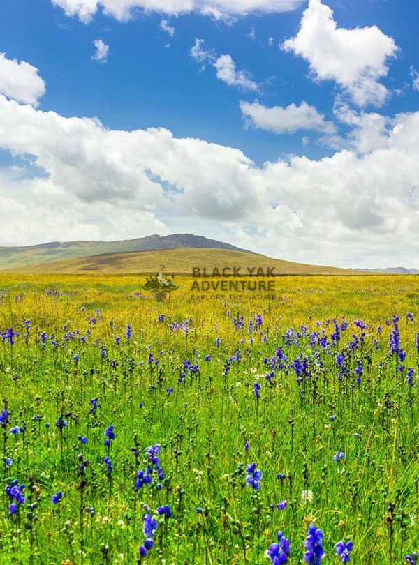Deosai National Park